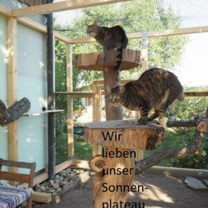 Natürliche Klettermöglichkeit für Katzen